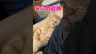 パパがいるから大丈夫｜PECO
