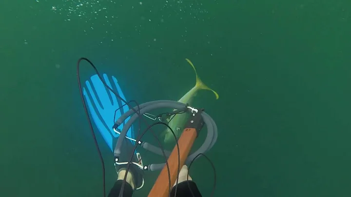 Spearfishing Pensacola, FL