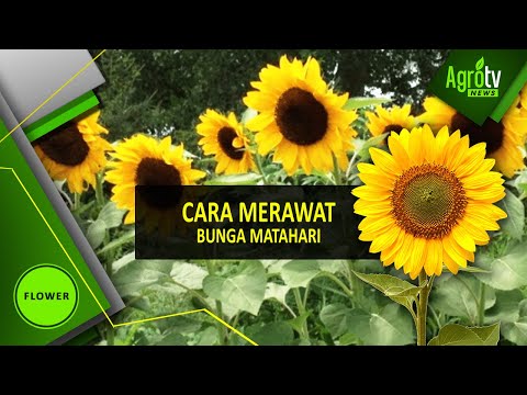 CARA MERAWAT BUNGA MATAHARI