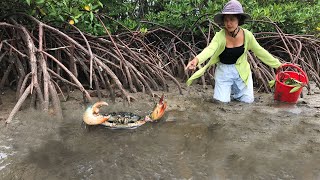 Catching Giant Mud Crabs at Swamp after Water Low Tide