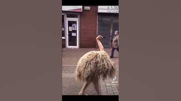 Thumbnail of Skinwalkers Caught On Camera #shorts