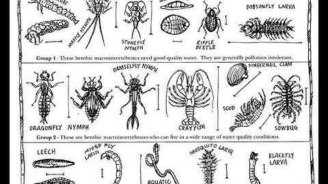 Macroinvertebrates!