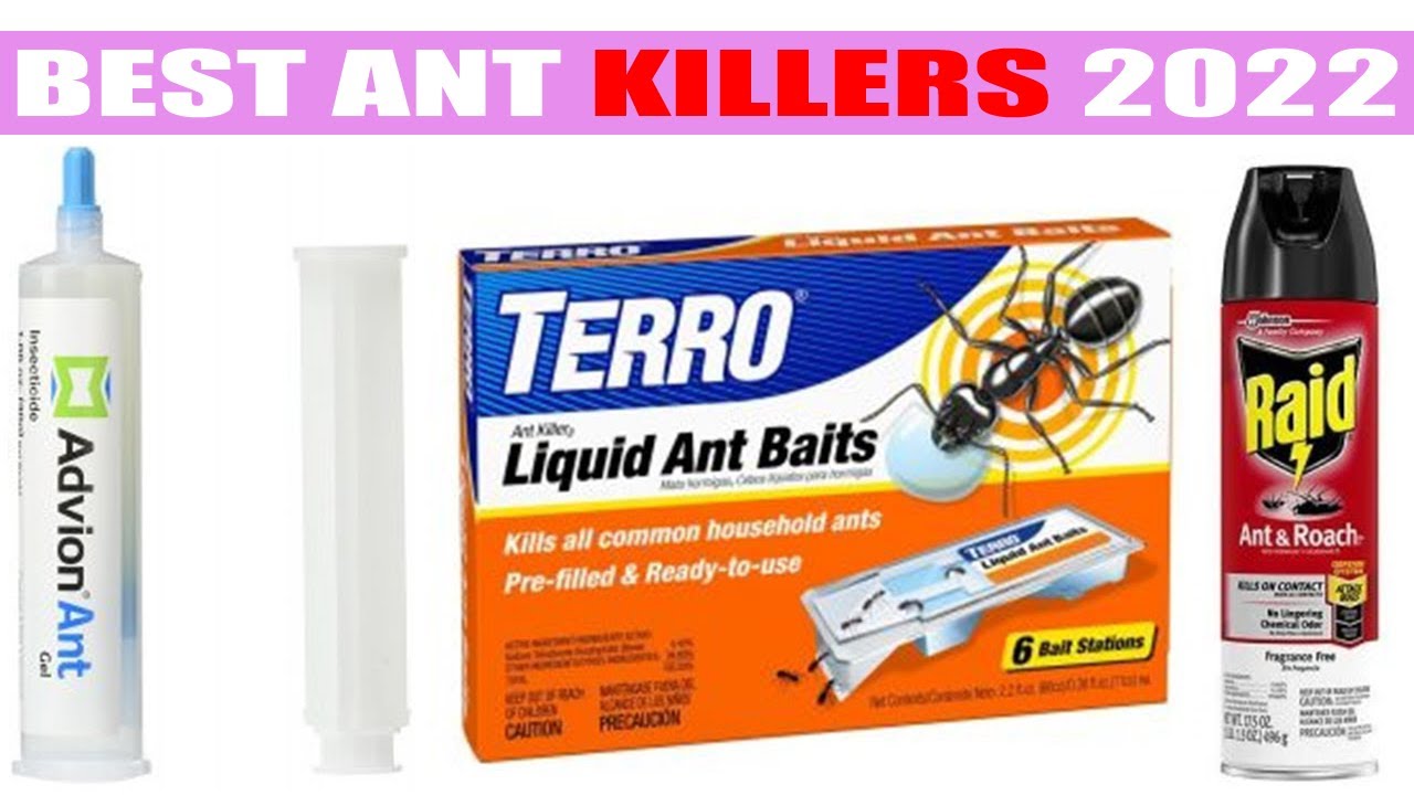 Top 10 Best Ant Killers Reviews in 2022 YouTube