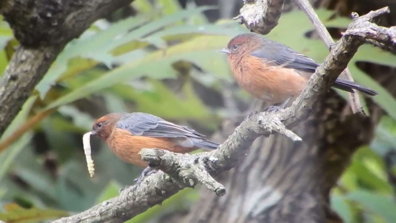Mielero rufo (Conirostrum rufum) comiendo una oruga