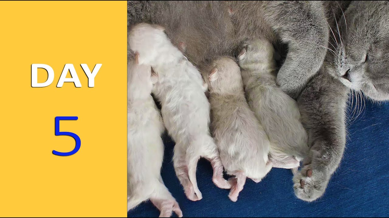 DAY 5 Baby Kittens after Birth Emotional YouTube