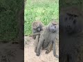 Kenya Big 5