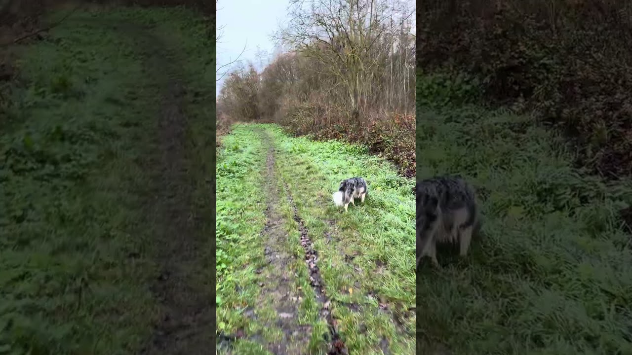 ASMR wandelen met fluisteren. Walking and whispering