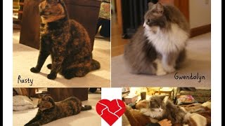 CATS IN NEED OF YOUR LOVE in Virginia