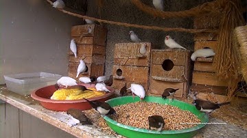 White Java Sparrows and Friends - Saturday Morning, November 20th, 2021
