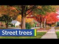 An Ode to Street Trees