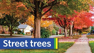 The Hidden Benefits of Street Trees