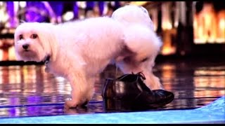 MUST SEE: Doggy Yoga Session Turns into a PEEING Mess | Auditions 1 | Britain’s Got Talent 2017