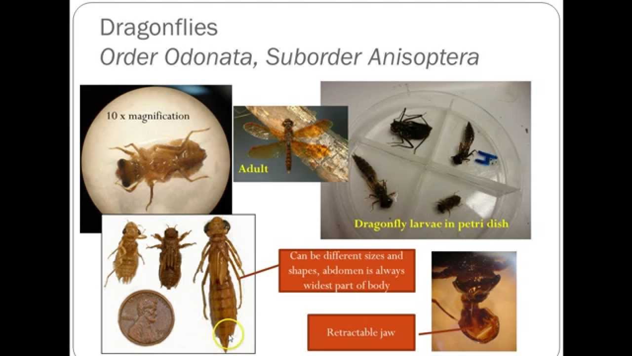 RiverWatch: Macroinvertebrate Refresher Video Dragonflies, Damselflies,  Hellgrammites, Alderflies 