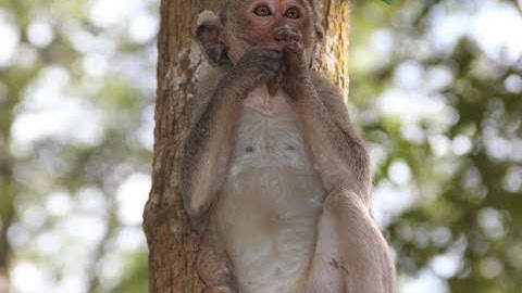 Sweat pea no crying loudly cos big king monkey attack get injure so pity,  Nature Daily ST 137