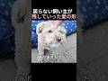 戻らない飼い主が 残していった愛の形