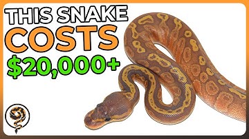 Ball Python Combos so Expensive, you