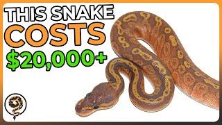 Ball Python Combos so Expensive, you'll need to mortgage your House