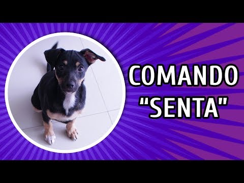 Vídeo: Como Ensinar Um Cachorro A Sentar-se Ao Comando