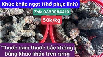 Tác dụng chữa bệnh của thổ phục linh (khúc khắc ngọt)