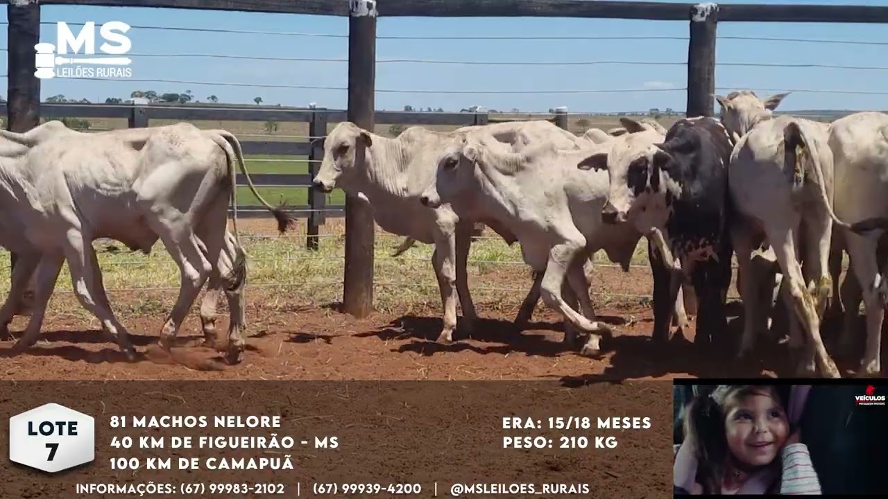 LOTE: 7 - 81 MACHOS NELORE - 15/18 MESES - 210KG