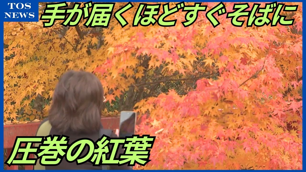 紅葉の色づきは？名所「九酔渓」に多くの人　手が届くほどすぐそばに紅葉が「あまがたに渓谷」は圧巻　大分