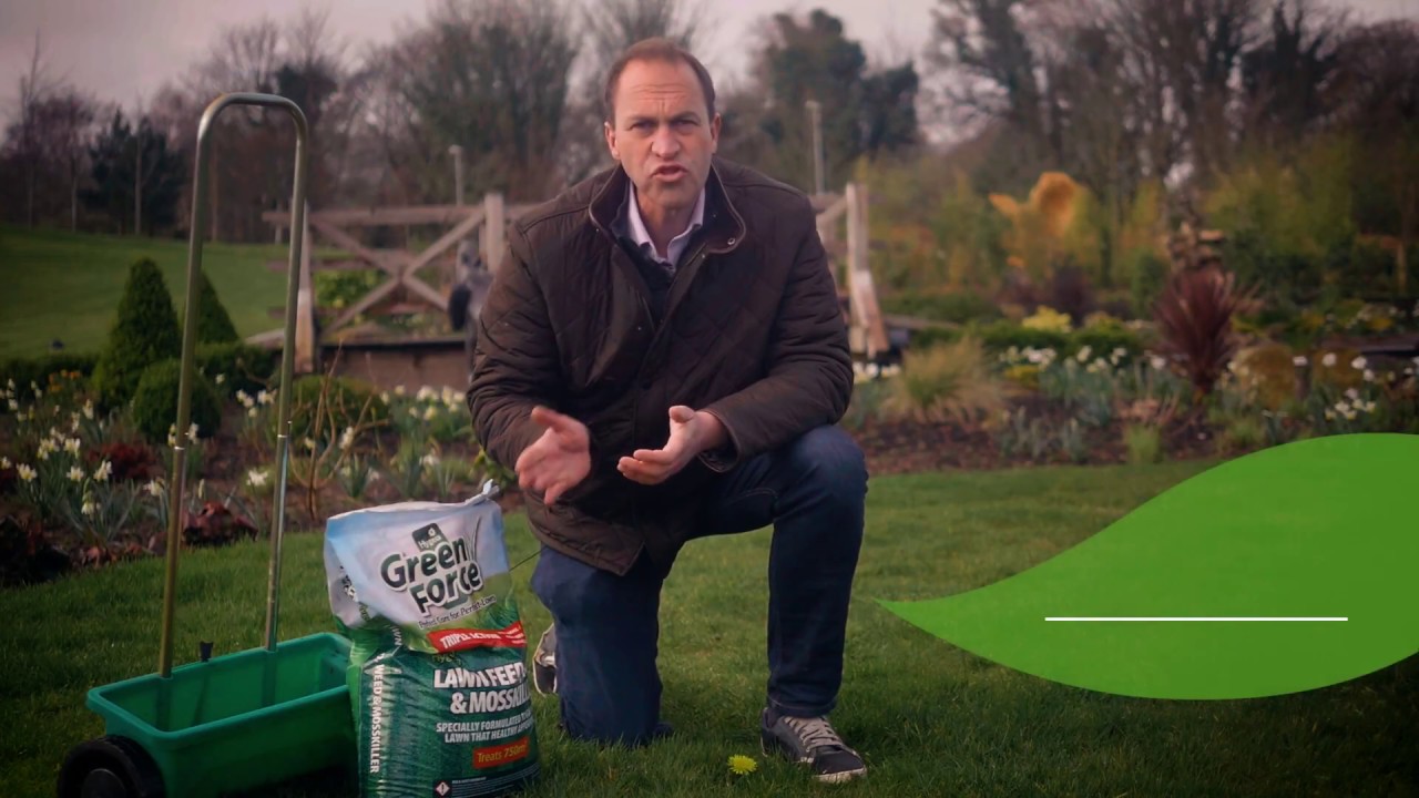 GreenForce Lawn Feed, Weed & Mosskiller (Short) YouTube