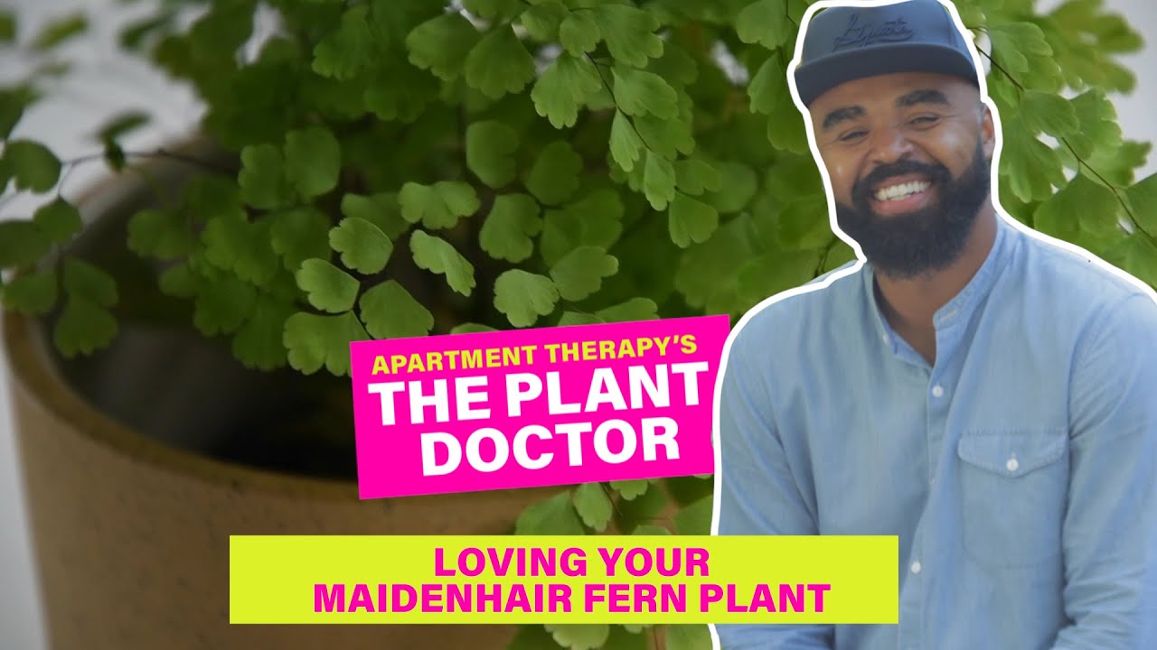 how to get rid of gnats Loving Your Maidenhair Fern | Plant Doctor | Apartment Therapy
