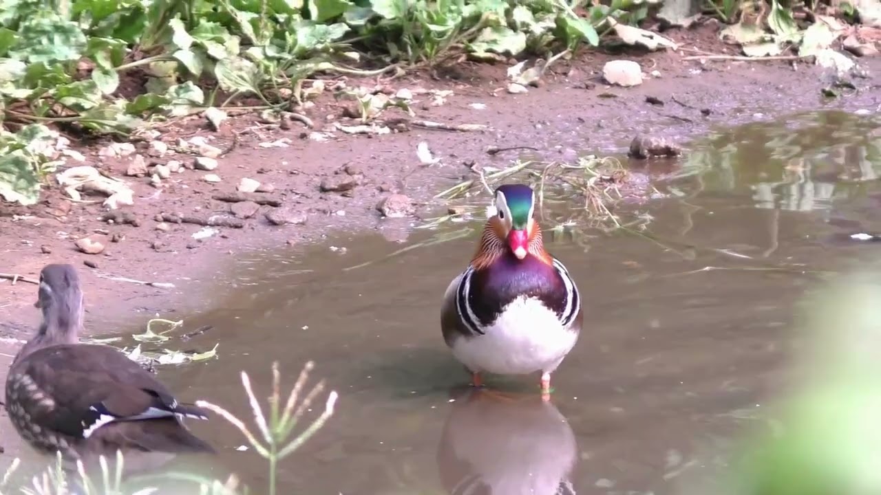 毎年パートナーを変える夫婦＞オシドリ（鴛鴦）：Mandarin duck - YouTube
