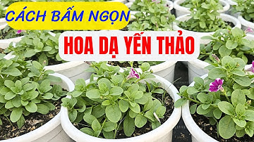 Cách bấm ngọn tạo tán cho hoa Dạ Yến Thảo/ How to Care for Petunias