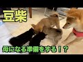 愛犬が育った故郷の犬舎に帰ったら感動しかなかった！！