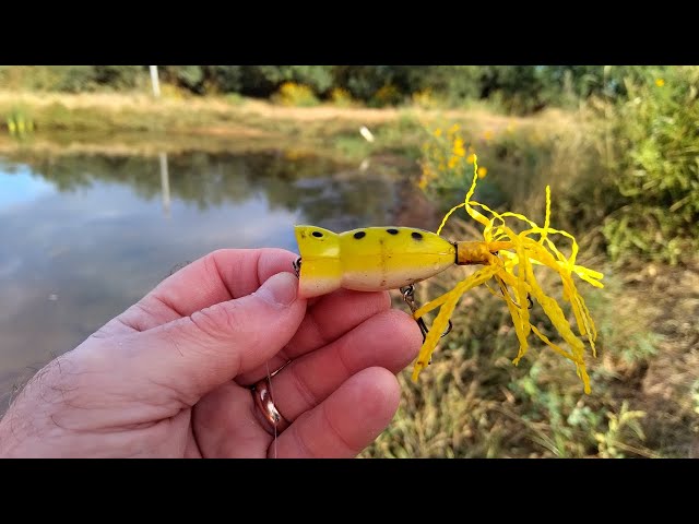 antique fishing lures hula popper Vintage Arbogast Seein's Believin' Chipmunk Lure For Sale weeds or grass beds Vintage Fishing Lure Arbogast Hula