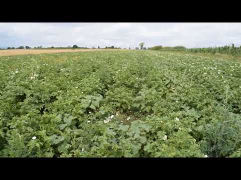 სადემონსტრაციო ნაკვეთი  კარტოფილი, ქარელი  მეორე ნაწილი