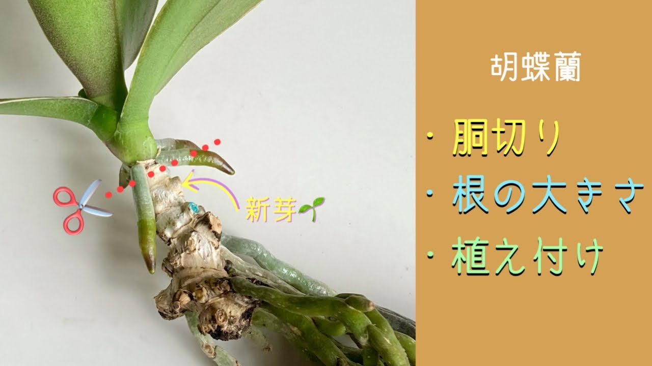 21年9月25日 リクエスト 胡蝶蘭の植え方と根の大きさ 胴切り 植え付ける時の根の長さと本数 植え方 胴切り 殺菌剤 トップジンｍペースト Youtube