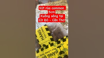 Khách vứt rùa common 5cm xuống sông tại Cờ Đỏ - Cần Thơ