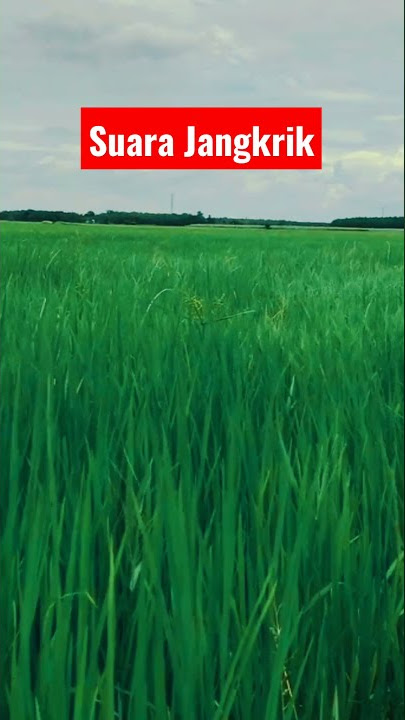 Download lagu Suara jangkrik andalan gue