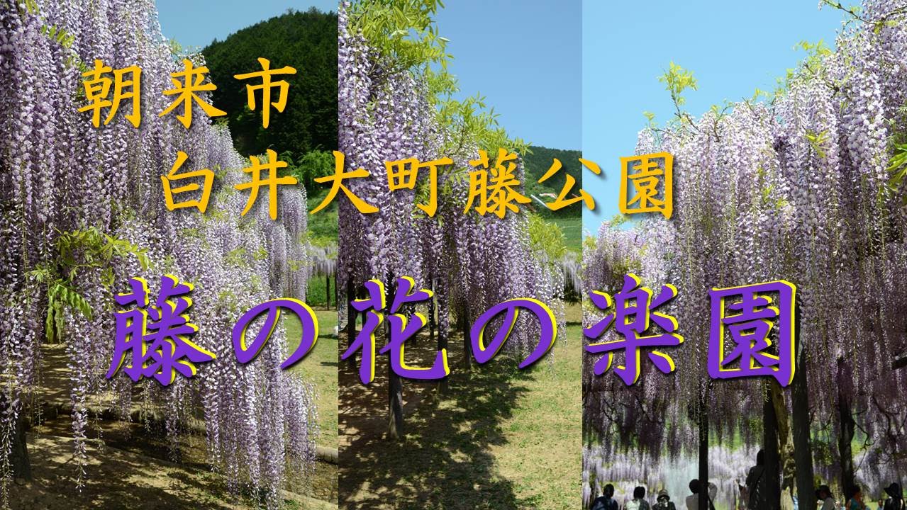 関西お出かけスポット 朝来市 白井大町藤公園 藤の花の楽園 Youtube