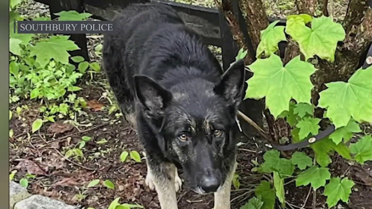 Abandoned Southbury dog one of a number of documented cases since April ...