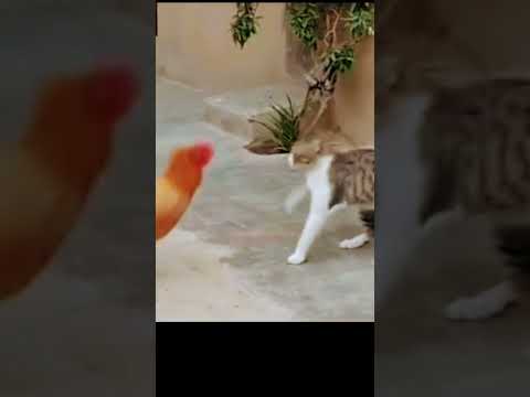 أنا مش شايف فيكم حد