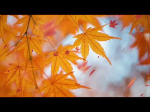 追伸／グレープ     cover  by  donguri