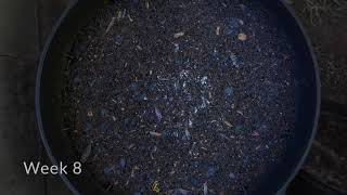 PA Packaging Solutions Compostable Time lapse