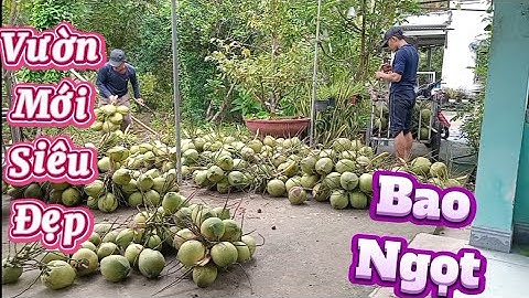 Mưa bão nhiều dừa chậm vườn mới kêu liên tục .dừa đẹp bao ngọt #quocduavlog 