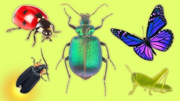 Insect Names | Learn 14 Insects for Kids | Simple English | Names of Animals