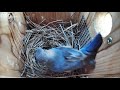 Amazing to see what the Bluebird did to the Cowbird egg!!