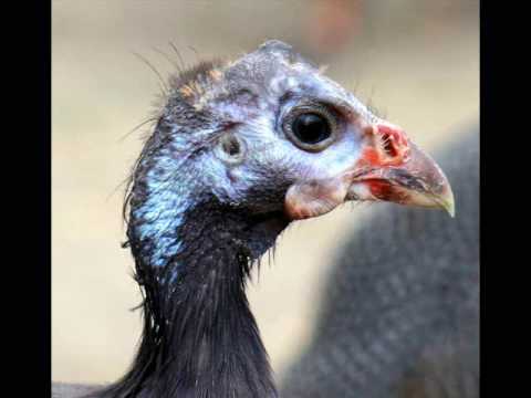 Guinea Fowl Age Chart