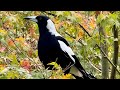 Feeding wild birds in Australia