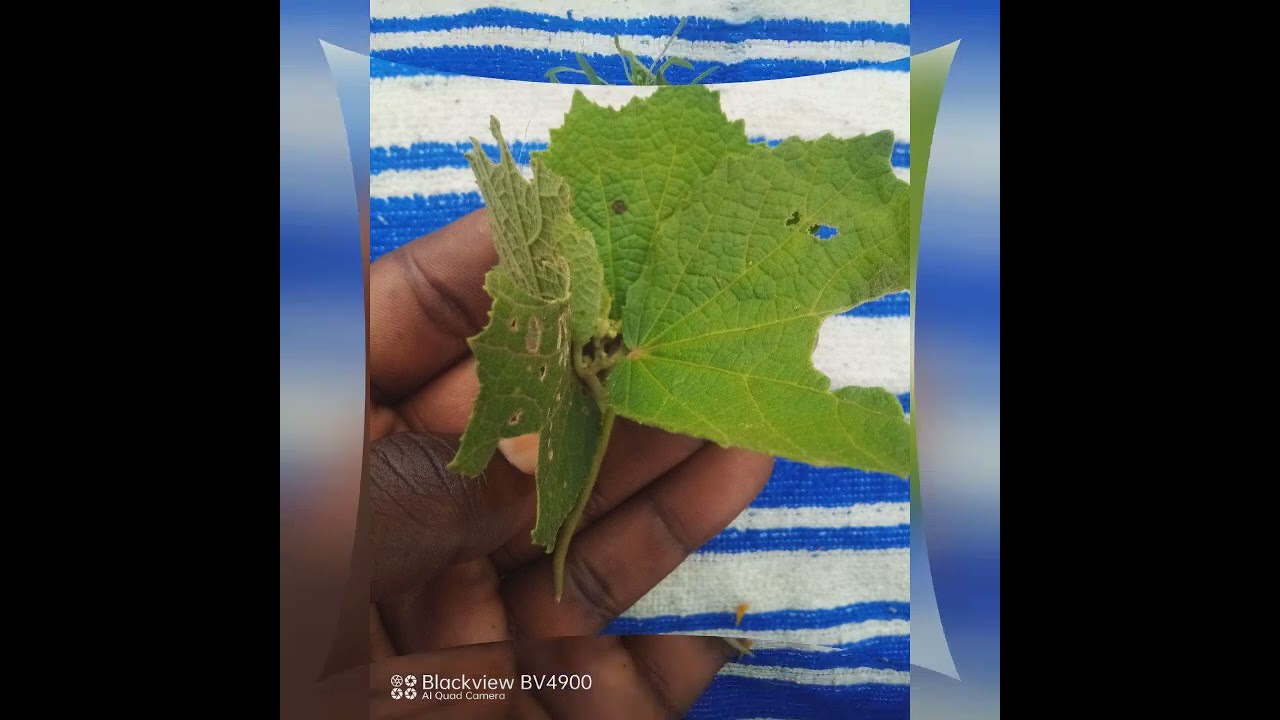 UWAKUROGAGA AZAHITA ABICIKAHO 100% UYUMUTI URAKORA100%