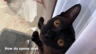 Khaleesi the cat banging the door inside the curtains by Nataly & Cats 88 views 3 years ago 4 minutes