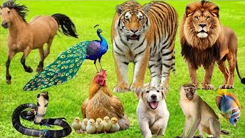 Video 8925441: compilation cat funny sound, cats dogs animals compilation, cat funny farm, eating dogs cats funny, funny cat eating food