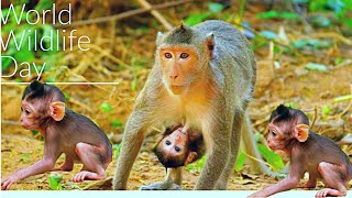 Documentary of long-tail monkey and baby monkey life - The smartest & cutest mischievous baby monkey