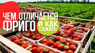 Рассада фриго: чем отличается и как сажать!